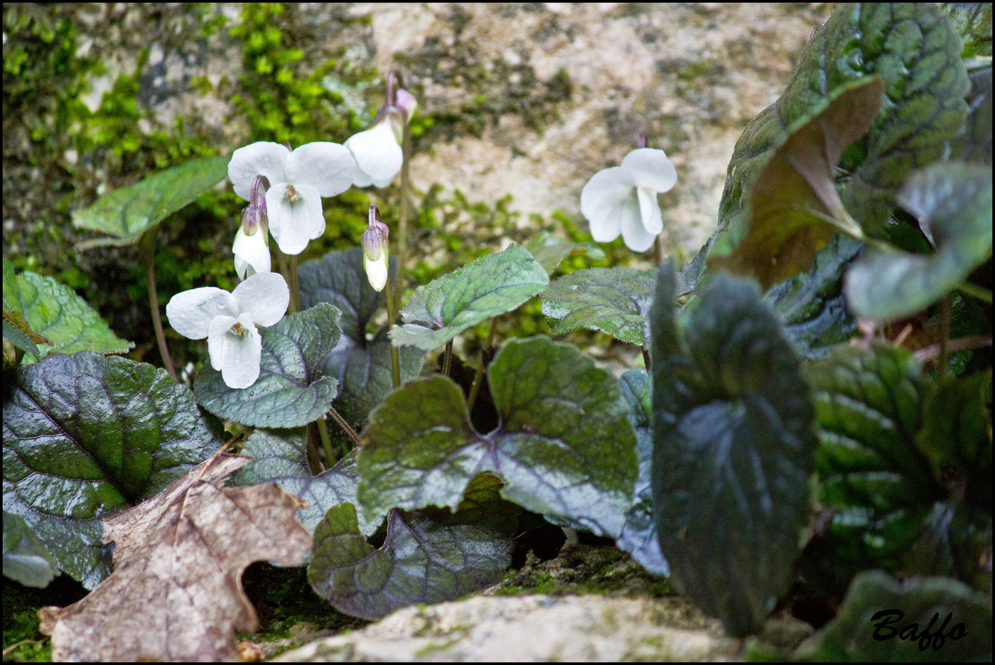 Viola alba / Viola bianca